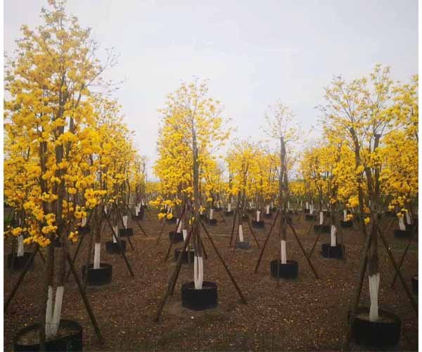 黃花風(fēng)鈴木